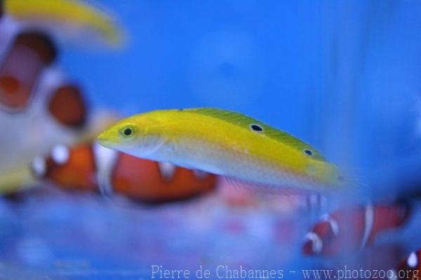 Canarytop wrasse