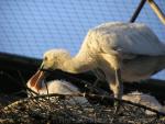 African spoonbill