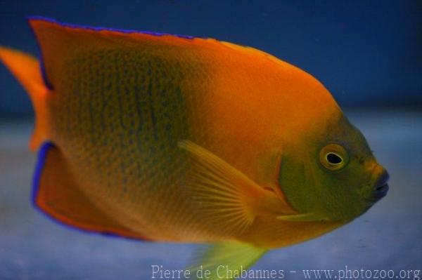 Clarion angelfish