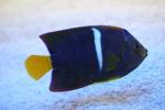 King angelfish