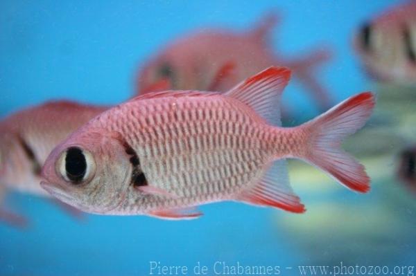 Pinecone soldierfish