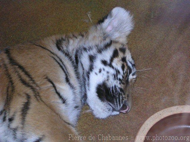 Mainland (Siberian) tiger