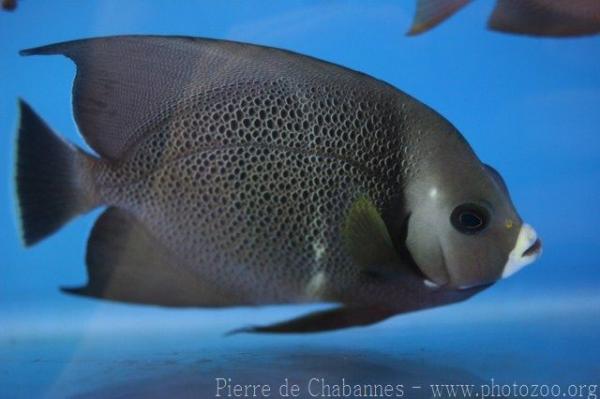 Grey angelfish