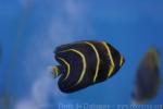 Cortez angelfish