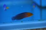 Orangehead dottyback