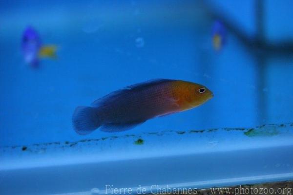 Orangehead dottyback