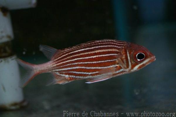 Crown squirrelfish