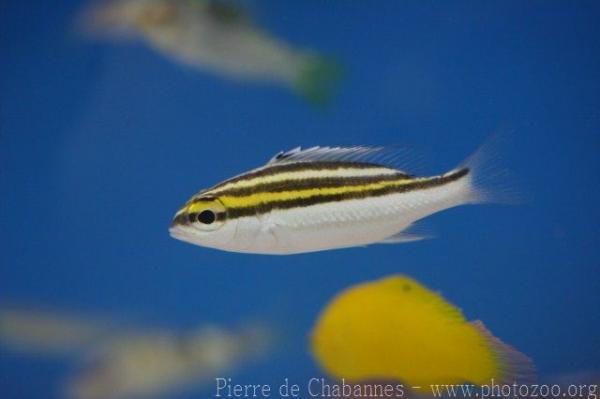 Striped monocle bream