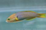 Yellow-brown wrasse