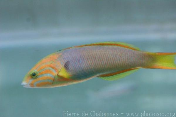 Yellow-brown wrasse