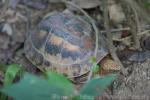 Indochinese box turtle