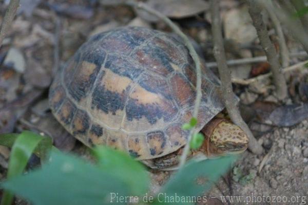 Indochinese box turtle