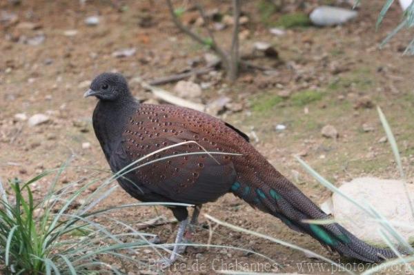 Mountain peacock-pheasant