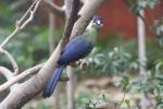 Hartlaub's turaco