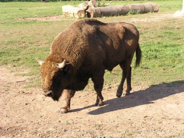 Wisent