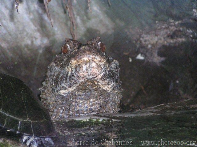 Smooth-fronted caiman