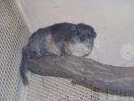 Western rock hyrax *