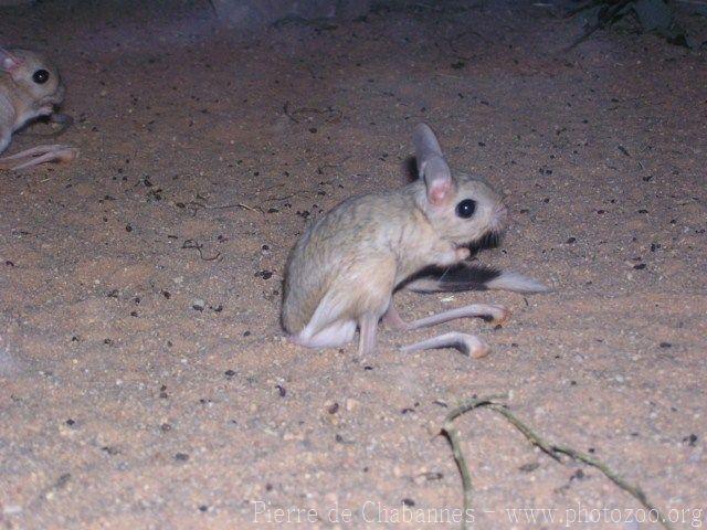 Greater egyptian jerboa