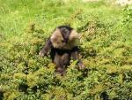 Lion-tailed macaque