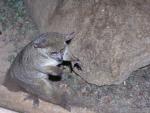 Garnett's greater galago
