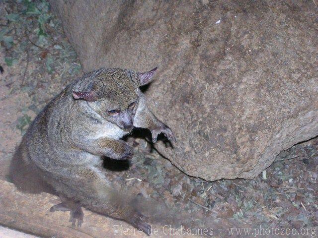 Garnett's greater galago