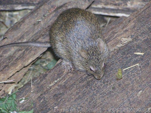 Abyssinian grass rat *