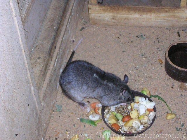 Gambian pouched rat