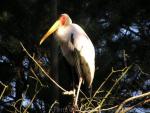 Yellow-billed stork