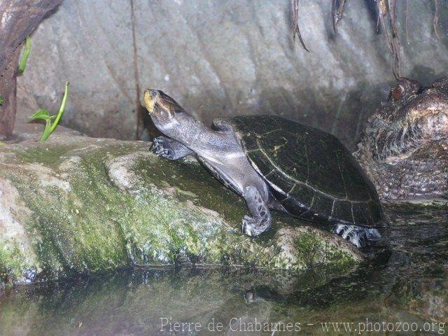 Yellow-spotted river turtle