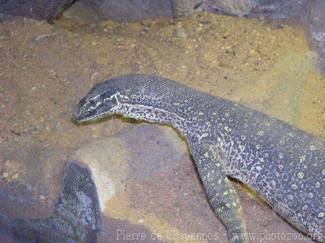 Yellow-spotted monitor *