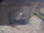 Komodo dragon