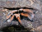 Mexican bloodleg tarentula