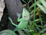 Baracoa cuban anole