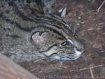 Fishing cat