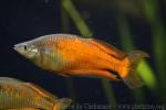 Parkinson's rainbowfish