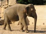 Asian elephant