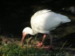 American white ibis