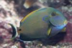 Fowler's surgeonfish