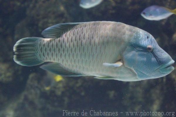 Humphead wrasse