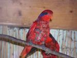 Blue-streaked lory