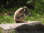 Red-cheeked crested gibbon *