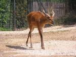 Western sitatunga *