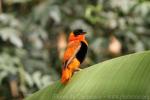 Northern red bishop