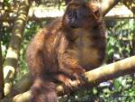 Red-bellied lemur