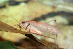 Asian bushcricket