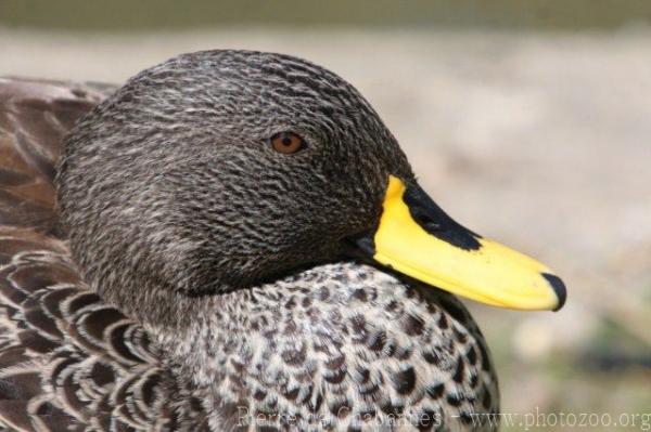 Yellow-billed duck