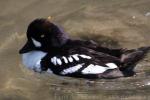 Barrow's goldeneye *