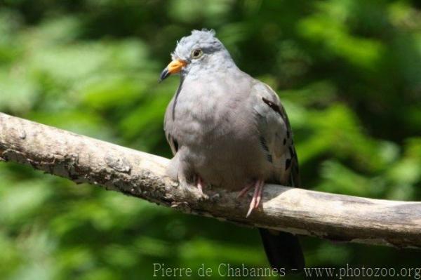 Croaking ground-dove