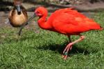 Scarlet ibis