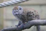 Lake Alaotra bamboo lemur